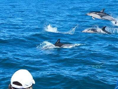 Paseo privado con delfines y Cuevas Benagil | TITOTRAVEL