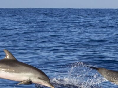 Visita en barco con delfines desde Portimão | TITOTRAVEL