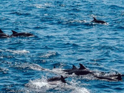 Avistamiento delfines Albufeira TITOTRAVEL