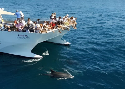 Paseo en barco para ver delfines desde Vilamoura | TITOTRAVEL
