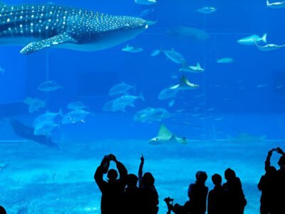 Entradas Aquarium Barcelona | TITOTRAVEL