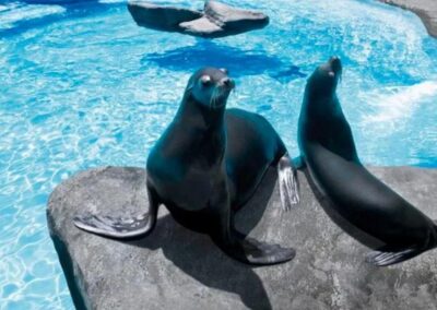 Zoo Barcelona horarios delfines | TITOTRAVEL