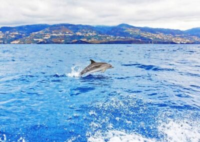 Buceo con delfines en Madeira | TITOTRAVEL