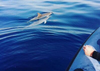 Bañarse con delfines en Madeira | TITOTRAVEL