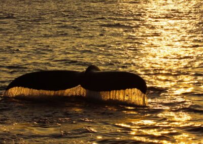 Actividad para ver cetáceos al atardecer en Madeira | TITOTRAVEL