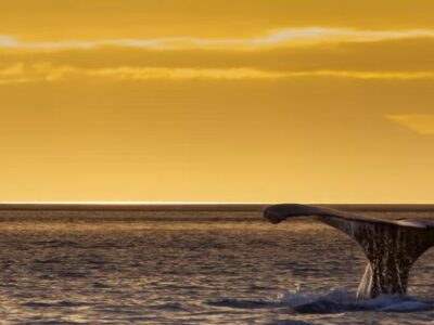 Avistamiento de cetáceos al atardecer en Madeira | TITOTRAVEL
