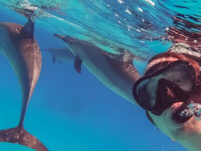 Nadar con delfines en Madeira | TITOTRAVEL
