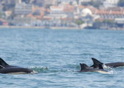 Búsqueda de delfines en barco por Lisboa | TITOTRAVEL