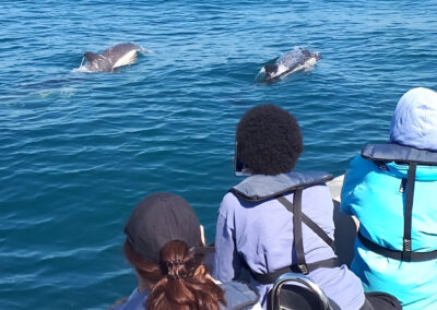 Buscar delfines en Lisboa | TITOTRAVEL