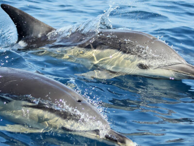 Ver delfines en Lisboa | TITOTRAVEL