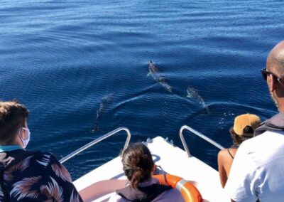 Experiencia en barco para ver delfines en Faro | TITOTRAVEL