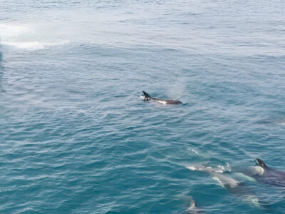 Experiencia búsqueda cetáceos Portimao | TITOTRAVEL