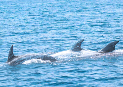 Búsqueda de delfines por el Algarve | TITOTRAVEL