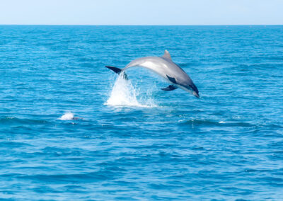 Ver delfines Algarve desde Portimao | TITOTRAVEL