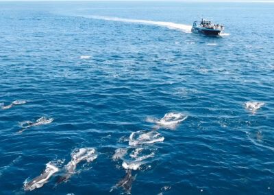 Experiencia en grupo para ver delfines Portimao | TITOTRAVEL