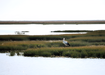 Observación de aves en Ría Formosa | TITOTRAVEL