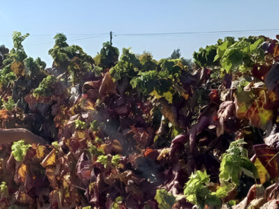 Bodegas con cata de vino Albufeira | TITOTRAVEL