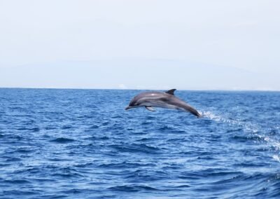 Avistamiento de delfines con biologo en Portimao | Paseo en barco para ver delfines y guía biologo