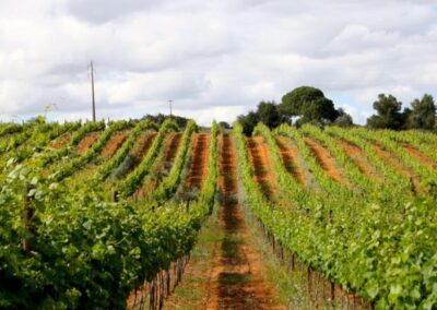 Visita guiada y catas por bodegas de Madrid | TITOTRAVEL | Excursión guiada y catas por bodegas de Madrid