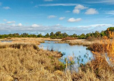 Visita Doñana desde Sevilla | TITOTRAVEL