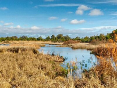 Visita Doñana desde Sevilla | TITOTRAVEL