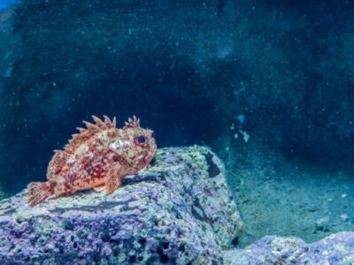 Acuario Sevilla entrada | TITOTRAVEL