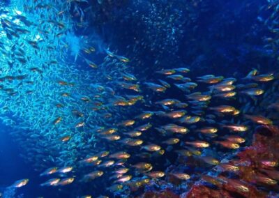 Aventura de buceo en Arrábida Setúbal | TITOTRAVEL