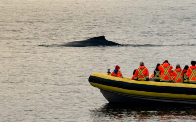 Avistar delfines y ballenas en barco en el Algarve